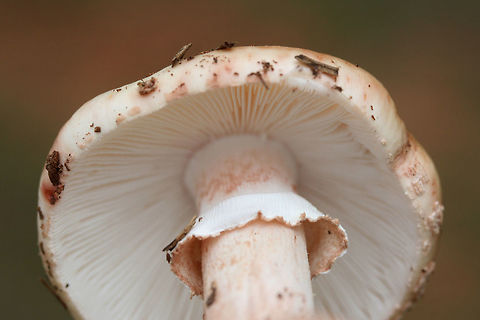 Amanita rubescens var. alba TENTATIVE ID.
Growing under mostly pines in a wooded area of a public park in Floyd County, GA.
https://www.jungledragon.com/image/67657/amanita_rubescens_var._alba.html
https://www.jungledragon.com/image/67656/amanita_rubescens_var._alba.html Amanita rubescens var. alba,Fall,Geotagged,United States