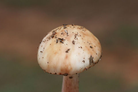 Amanita rubescens var. alba TENTATIVE ID.
Growing under mostly pines in a wooded area of a public park in Floyd County, GA.
https://www.jungledragon.com/image/67657/amanita_rubescens_var._alba.html
https://www.jungledragon.com/image/67655/amanita_rubescens_var._alba.html Amanita rubescens var. alba,Fall,Geotagged,United States