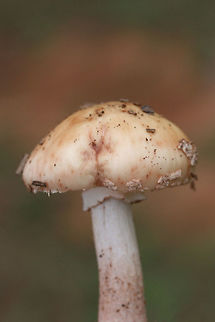 Amanita rubescens var. alba TENTATIVE ID.
Growing under mostly pines in a wooded area of a public park in Floyd County, GA.
https://www.jungledragon.com/image/67656/amanita_rubescens_var._alba.html
https://www.jungledragon.com/image/67655/amanita_rubescens_var._alba.html Amanita rubescens var. alba,Fall,Geotagged,United States