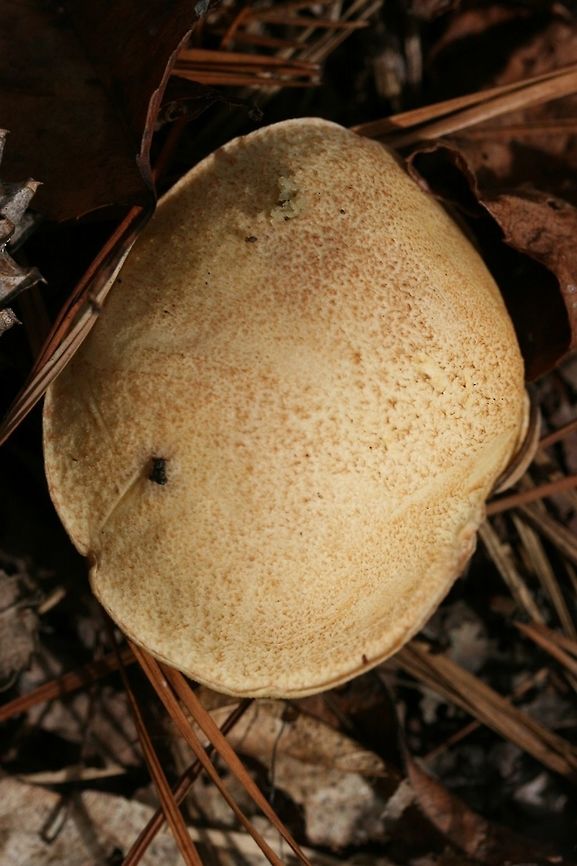 Suillus hirtellus Habitat: Growing under pines in a mixed hardwood/pine forest in Northwest Georgia.<br />
<br />
Pore surface: pale gold, turning more brown with age/damage<br />
<br />
Flesh: White, slightly staining blue within 5-10 seconds.<br />
<br />
Stipe: Pale gold, its entire length covered in red glandular dots. No veil remnants visible.<br />
<br />
Upper surface: Pale gold, convex.<br />
<br />
Spore print: olive brown<br />
<br />
Excuse the poor shots! I took these last year! :o<br />
<figure class="photo"><a href="https://www.jungledragon.com/image/67660/suillus_hirtellus.html" title="Suillus hirtellus"><img src="https://s3.amazonaws.com/media.jungledragon.com/images/3231/67660_thumb.jpg?AWSAccessKeyId=05GMT0V3GWVNE7GGM1R2&Expires=1767225610&Signature=ZaCr2GXcxEubfvHGIAxcd2D%2BDb4%3D" width="200" height="134" alt="Suillus hirtellus Habitat: Growing under pines in a mixed hardwood/pine forest in Northwest Georgia.<br />
<br />
Pore surface: pale gold, turning more brown with age/damage<br />
<br />
Flesh: White, slightly staining blue within 5-10 seconds.<br />
<br />
Stipe: Pale gold, its entire length covered in red glandular dots. No veil remnants visible.<br />
<br />
Upper surface: Pale gold, convex.<br />
<br />
Spore print: olive brown<br />
<br />
Excuse the poor shots! I took these last year! :o<br />
https://www.jungledragon.com/image/67658/suillus_hirtellus.html<br />
https://www.jungledragon.com/image/67659/suillus_hirtellus.html Fall,Geotagged,Suillus hirtellus,United States" /></a></figure><br />
<figure class="photo"><a href="https://www.jungledragon.com/image/67659/suillus_hirtellus.html" title="Suillus hirtellus"><img src="https://s3.amazonaws.com/media.jungledragon.com/images/3231/67659_thumb.jpg?AWSAccessKeyId=05GMT0V3GWVNE7GGM1R2&Expires=1767225610&Signature=eamuazH%2FBw1%2FjVtUOkwr3S%2BTsqY%3D" width="200" height="134" alt="Suillus hirtellus Habitat: Growing under pines in a mixed hardwood/pine forest in Northwest Georgia.<br />
<br />
Pore surface: pale gold, turning more brown with age/damage<br />
<br />
Flesh: White, slightly staining blue within 5-10 seconds.<br />
<br />
Stipe: Pale gold, its entire length covered in red glandular dots. No veil remnants visible.<br />
<br />
Upper surface: Pale gold, convex.<br />
<br />
Spore print: olive brown<br />
<br />
Excuse the poor shots! I took these last year! :o<br />
https://www.jungledragon.com/image/67660/suillus_hirtellus.html<br />
https://www.jungledragon.com/image/67658/suillus_hirtellus.html Fall,Geotagged,Suillus hirtellus,United States" /></a></figure> Geotagged,Suillus hirtellus,United States