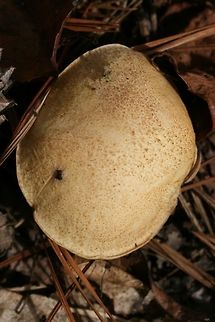 Suillus hirtellus Habitat: Growing under pines in a mixed hardwood/pine forest in Northwest Georgia.

Pore surface: pale gold, turning more brown with age/damage

Flesh: White, slightly staining blue within 5-10 seconds.

Stipe: Pale gold, its entire length covered in red glandular dots. No veil remnants visible.

Upper surface: Pale gold, convex.

Spore print: olive brown

Excuse the poor shots! I took these last year! :o
https://www.jungledragon.com/image/67660/suillus_hirtellus.html
https://www.jungledragon.com/image/67659/suillus_hirtellus.html Geotagged,Suillus hirtellus,United States