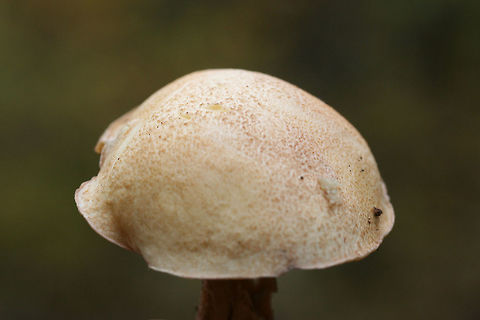 Suillus hirtellus Habitat: Growing under pines in a mixed hardwood/pine forest in Northwest Georgia.

Pore surface: pale gold, turning more brown with age/damage

Flesh: White, slightly staining blue within 5-10 seconds.

Stipe: Pale gold, its entire length covered in red glandular dots. No veil remnants visible.

Upper surface: Pale gold, convex.

Spore print: olive brown

Excuse the poor shots! I took these last year! :o
https://www.jungledragon.com/image/67660/suillus_hirtellus.html
https://www.jungledragon.com/image/67658/suillus_hirtellus.html Fall,Geotagged,Suillus hirtellus,United States