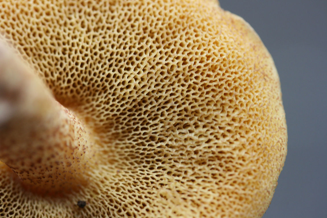 Suillus hirtellus Habitat: Growing under pines in a mixed hardwood/pine forest in Northwest Georgia.<br />
<br />
Pore surface: pale gold, turning more brown with age/damage<br />
<br />
Flesh: White, slightly staining blue within 5-10 seconds.<br />
<br />
Stipe: Pale gold, its entire length covered in red glandular dots. No veil remnants visible.<br />
<br />
Upper surface: Pale gold, convex.<br />
<br />
Spore print: olive brown<br />
<br />
Excuse the poor shots! I took these last year! :o<br />
<figure class="photo"><a href="https://www.jungledragon.com/image/67658/suillus_hirtellus.html" title="Suillus hirtellus"><img src="https://s3.amazonaws.com/media.jungledragon.com/images/3231/67658_thumb.jpg?AWSAccessKeyId=05GMT0V3GWVNE7GGM1R2&Expires=1759968010&Signature=Y%2Fm6wUWMLqsQ803hyO%2FOQnI1kXE%3D" width="102" height="152" alt="Suillus hirtellus Habitat: Growing under pines in a mixed hardwood/pine forest in Northwest Georgia.<br />
<br />
Pore surface: pale gold, turning more brown with age/damage<br />
<br />
Flesh: White, slightly staining blue within 5-10 seconds.<br />
<br />
Stipe: Pale gold, its entire length covered in red glandular dots. No veil remnants visible.<br />
<br />
Upper surface: Pale gold, convex.<br />
<br />
Spore print: olive brown<br />
<br />
Excuse the poor shots! I took these last year! :o<br />
https://www.jungledragon.com/image/67660/suillus_hirtellus.html<br />
https://www.jungledragon.com/image/67659/suillus_hirtellus.html Geotagged,Suillus hirtellus,United States" /></a></figure><br />
<figure class="photo"><a href="https://www.jungledragon.com/image/67659/suillus_hirtellus.html" title="Suillus hirtellus"><img src="https://s3.amazonaws.com/media.jungledragon.com/images/3231/67659_thumb.jpg?AWSAccessKeyId=05GMT0V3GWVNE7GGM1R2&Expires=1759968010&Signature=lx%2BQV%2BbqC23pQ8nwaEo%2FnHidCoU%3D" width="200" height="134" alt="Suillus hirtellus Habitat: Growing under pines in a mixed hardwood/pine forest in Northwest Georgia.<br />
<br />
Pore surface: pale gold, turning more brown with age/damage<br />
<br />
Flesh: White, slightly staining blue within 5-10 seconds.<br />
<br />
Stipe: Pale gold, its entire length covered in red glandular dots. No veil remnants visible.<br />
<br />
Upper surface: Pale gold, convex.<br />
<br />
Spore print: olive brown<br />
<br />
Excuse the poor shots! I took these last year! :o<br />
https://www.jungledragon.com/image/67660/suillus_hirtellus.html<br />
https://www.jungledragon.com/image/67658/suillus_hirtellus.html Fall,Geotagged,Suillus hirtellus,United States" /></a></figure> Fall,Geotagged,Suillus hirtellus,United States