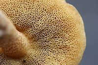 Suillus hirtellus Habitat: Growing under pines in a mixed hardwood/pine forest in Northwest Georgia.<br />
<br />
Pore surface: pale gold, turning more brown with age/damage<br />
<br />
Flesh: White, slightly staining blue within 5-10 seconds.<br />
<br />
Stipe: Pale gold, its entire length covered in red glandular dots. No veil remnants visible.<br />
<br />
Upper surface: Pale gold, convex.<br />
<br />
Spore print: olive brown<br />
<br />
Excuse the poor shots! I took these last year! :o<br />
https://www.jungledragon.com/image/67658/suillus_hirtellus.html<br />
https://www.jungledragon.com/image/67659/suillus_hirtellus.html Fall,Geotagged,Suillus hirtellus,United States