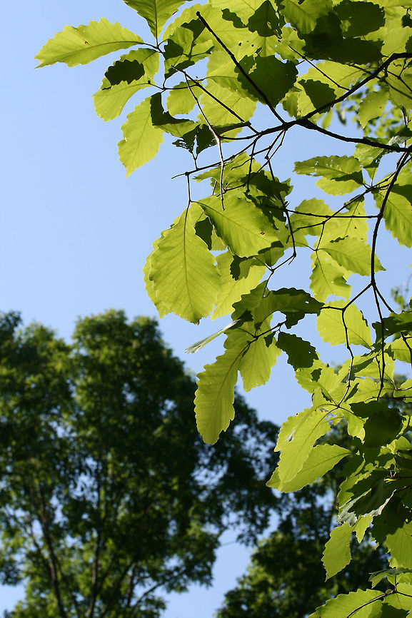 Chestnut Oak (Quercus montana) This is one of the most prevalent oaks found on our forested land.<br />
<figure class="photo"><a href="https://www.jungledragon.com/image/67664/chestnut_oak_quercus_montana.html" title="Chestnut Oak (Quercus montana)"><img src="https://s3.amazonaws.com/media.jungledragon.com/images/3231/67664_thumb.JPG?AWSAccessKeyId=05GMT0V3GWVNE7GGM1R2&Expires=1759968010&Signature=WSOBNjniIdoo5hrsdo8Wfv3ijzA%3D" width="200" height="134" alt="Chestnut Oak (Quercus montana) This is one of the most prevalent oaks found on our forested land.<br />
https://www.jungledragon.com/image/67661/chestnut_oak_quercus_montana.html<br />
https://www.jungledragon.com/image/67663/chestnut_oak_quercus_montana.html<br />
https://www.jungledragon.com/image/67662/chestnut_oak_quercus_montana.html Chestnut oak,Geotagged,Spring,United States,montana" /></a></figure><br />
<figure class="photo"><a href="https://www.jungledragon.com/image/67663/chestnut_oak_quercus_montana.html" title="Chestnut Oak (Quercus montana)"><img src="https://s3.amazonaws.com/media.jungledragon.com/images/3231/67663_thumb.JPG?AWSAccessKeyId=05GMT0V3GWVNE7GGM1R2&Expires=1759968010&Signature=6JREjnIjXJPaorIX8V19649MMu0%3D" width="102" height="152" alt="Chestnut Oak (Quercus montana) This is one of the most prevalent oaks found on our forested land.<br />
https://www.jungledragon.com/image/67661/chestnut_oak_quercus_montana.html<br />
https://www.jungledragon.com/image/67664/chestnut_oak_quercus_montana.html<br />
https://www.jungledragon.com/image/67662/chestnut_oak_quercus_montana.html Chestnut oak,Geotagged,Spring,United States,montana" /></a></figure><br />
<figure class="photo"><a href="https://www.jungledragon.com/image/67662/chestnut_oak_quercus_montana.html" title="Chestnut Oak (Quercus montana)"><img src="https://s3.amazonaws.com/media.jungledragon.com/images/3231/67662_thumb.JPG?AWSAccessKeyId=05GMT0V3GWVNE7GGM1R2&Expires=1759968010&Signature=mOix1kV8EjANXJA%2Bvd%2FHq5G%2BbuU%3D" width="102" height="152" alt="Chestnut Oak (Quercus montana) This is one of the most prevalent oaks found on our forested land.<br />
https://www.jungledragon.com/image/67661/chestnut_oak_quercus_montana.html<br />
https://www.jungledragon.com/image/67663/chestnut_oak_quercus_montana.html<br />
https://www.jungledragon.com/image/67664/chestnut_oak_quercus_montana.html Chestnut oak,Geotagged,Spring,United States,montana" /></a></figure> Chestnut oak,Geotagged,Spring,United States,montana