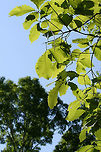Chestnut Oak (Quercus montana) This is one of the most prevalent oaks found on our forested land.<br />
https://www.jungledragon.com/image/67664/chestnut_oak_quercus_montana.html<br />
https://www.jungledragon.com/image/67663/chestnut_oak_quercus_montana.html<br />
https://www.jungledragon.com/image/67662/chestnut_oak_quercus_montana.html Chestnut oak,Geotagged,Spring,United States,montana