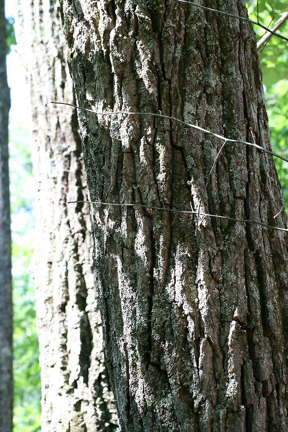 Chestnut Oak (Quercus montana) This is one of the most prevalent oaks found on our forested land.<br />
<figure class="photo"><a href="https://www.jungledragon.com/image/67661/chestnut_oak_quercus_montana.html" title="Chestnut Oak (Quercus montana)"><img src="https://s3.amazonaws.com/media.jungledragon.com/images/3231/67661_thumb.JPG?AWSAccessKeyId=05GMT0V3GWVNE7GGM1R2&Expires=1759968010&Signature=Ojo%2FPCWtP6VY93f3dS3geqACOa0%3D" width="102" height="152" alt="Chestnut Oak (Quercus montana) This is one of the most prevalent oaks found on our forested land.<br />
https://www.jungledragon.com/image/67664/chestnut_oak_quercus_montana.html<br />
https://www.jungledragon.com/image/67663/chestnut_oak_quercus_montana.html<br />
https://www.jungledragon.com/image/67662/chestnut_oak_quercus_montana.html Chestnut oak,Geotagged,Spring,United States,montana" /></a></figure><br />
<figure class="photo"><a href="https://www.jungledragon.com/image/67663/chestnut_oak_quercus_montana.html" title="Chestnut Oak (Quercus montana)"><img src="https://s3.amazonaws.com/media.jungledragon.com/images/3231/67663_thumb.JPG?AWSAccessKeyId=05GMT0V3GWVNE7GGM1R2&Expires=1759968010&Signature=6JREjnIjXJPaorIX8V19649MMu0%3D" width="102" height="152" alt="Chestnut Oak (Quercus montana) This is one of the most prevalent oaks found on our forested land.<br />
https://www.jungledragon.com/image/67661/chestnut_oak_quercus_montana.html<br />
https://www.jungledragon.com/image/67664/chestnut_oak_quercus_montana.html<br />
https://www.jungledragon.com/image/67662/chestnut_oak_quercus_montana.html Chestnut oak,Geotagged,Spring,United States,montana" /></a></figure><br />
<figure class="photo"><a href="https://www.jungledragon.com/image/67664/chestnut_oak_quercus_montana.html" title="Chestnut Oak (Quercus montana)"><img src="https://s3.amazonaws.com/media.jungledragon.com/images/3231/67664_thumb.JPG?AWSAccessKeyId=05GMT0V3GWVNE7GGM1R2&Expires=1759968010&Signature=WSOBNjniIdoo5hrsdo8Wfv3ijzA%3D" width="200" height="134" alt="Chestnut Oak (Quercus montana) This is one of the most prevalent oaks found on our forested land.<br />
https://www.jungledragon.com/image/67661/chestnut_oak_quercus_montana.html<br />
https://www.jungledragon.com/image/67663/chestnut_oak_quercus_montana.html<br />
https://www.jungledragon.com/image/67662/chestnut_oak_quercus_montana.html Chestnut oak,Geotagged,Spring,United States,montana" /></a></figure> Chestnut oak,Geotagged,Spring,United States,montana
