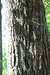 Chestnut Oak (Quercus montana) This is one of the most prevalent oaks found on our forested land.<br />
https://www.jungledragon.com/image/67661/chestnut_oak_quercus_montana.html<br />
https://www.jungledragon.com/image/67663/chestnut_oak_quercus_montana.html<br />
https://www.jungledragon.com/image/67664/chestnut_oak_quercus_montana.html Chestnut oak,Geotagged,Spring,United States,montana