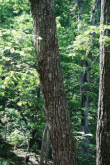 Chestnut Oak (Quercus montana) This is one of the most prevalent oaks found on our forested land.
https://www.jungledragon.com/image/67661/chestnut_oak_quercus_montana.html
https://www.jungledragon.com/image/67664/chestnut_oak_quercus_montana.html
https://www.jungledragon.com/image/67662/chestnut_oak_quercus_montana.html Chestnut oak,Geotagged,Spring,United States,montana
