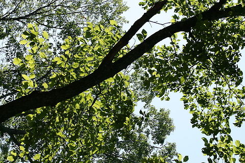 Chestnut Oak (Quercus montana) This is one of the most prevalent oaks found on our forested land.
https://www.jungledragon.com/image/67661/chestnut_oak_quercus_montana.html
https://www.jungledragon.com/image/67663/chestnut_oak_quercus_montana.html
https://www.jungledragon.com/image/67662/chestnut_oak_quercus_montana.html Chestnut oak,Geotagged,Spring,United States,montana