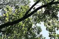 Chestnut Oak (Quercus montana) This is one of the most prevalent oaks found on our forested land.<br />
https://www.jungledragon.com/image/67661/chestnut_oak_quercus_montana.html<br />
https://www.jungledragon.com/image/67663/chestnut_oak_quercus_montana.html<br />
https://www.jungledragon.com/image/67662/chestnut_oak_quercus_montana.html Chestnut oak,Geotagged,Spring,United States,montana