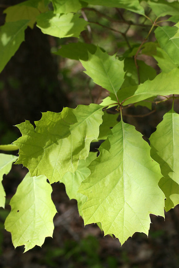 Chinkapin Oak (Quercus muehlenbergii) Growing in a dense mixed hardwood/coniferous forest. Chinkapin oak,Geotagged,Quercus muehlenbergii,Spring,United States