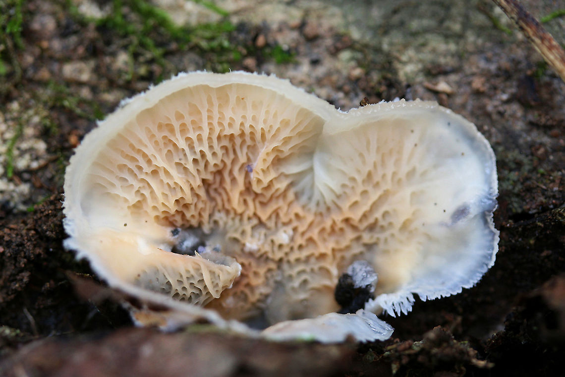Trembling Merulius (Phlebia tremellosa) Merulioid fungus growing on a mossy, rotting hardwood log at the bottom of a ridge in a dense mixed hardwood/pine forest in Northwest Georgia (Gordon County), US. Surrounded by ferns. Fertile surface is peach to white and slightly translucent with multiple interconnected wrinkles. “Upper” surface is white with some hairy teeth-like projections at the edges. Fall,Geotagged,Jelly Rot,Phlebia tremellosa,United States