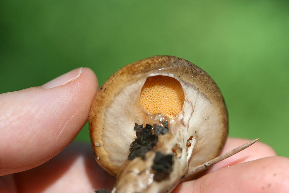 Slippery Jill (Suillus salmonicolor) Slimy light brown mushrooms at the bottom of a drainage path between two ridges in a dense mixed hardwood forest (with scattered pines). A sticky white to cream colored veil still in tact. Pale yellow (buttery colored) ellipsoid pores. No bruising occurs when cut. Spore print a burnt yellow (difficult to get a print). Some small dotting on the top of the stalk (beneath the veil).<br />
<figure class="photo"><a href="https://www.jungledragon.com/image/67673/slippery_jill_suillus_salmonicolor.html" title="Slippery Jill (Suillus salmonicolor)"><img src="https://s3.amazonaws.com/media.jungledragon.com/images/3231/67673_thumb.jpg?AWSAccessKeyId=05GMT0V3GWVNE7GGM1R2&Expires=1759968010&Signature=3PBINALvyHswO70xgMZ45UFsGKc%3D" width="200" height="200" alt="Slippery Jill (Suillus salmonicolor) Slimy light brown mushrooms at the bottom of a drainage path between two ridges in a dense mixed hardwood forest (with scattered pines). A sticky white to cream colored veil still in tact. Pale yellow (buttery colored) ellipsoid pores. No bruising occurs when cut. Spore print a burnt yellow (difficult to get a print). Some small dotting on the top of the stalk (beneath the veil).<br />
https://www.jungledragon.com/image/67669/slippery_jill_suillus_salmonicolor.html<br />
https://www.jungledragon.com/image/67672/slippery_jill_suillus_salmonicolor.html<br />
https://www.jungledragon.com/image/67671/slippery_jill_suillus_salmonicolor.html<br />
https://www.jungledragon.com/image/67670/slippery_jill_suillus_salmonicolor.html Geotagged,Suillus salmonicolor,Summer,United States" /></a></figure><br />
<figure class="photo"><a href="https://www.jungledragon.com/image/67672/slippery_jill_suillus_salmonicolor.html" title="Slippery Jill (Suillus salmonicolor)"><img src="https://s3.amazonaws.com/media.jungledragon.com/images/3231/67672_thumb.JPG?AWSAccessKeyId=05GMT0V3GWVNE7GGM1R2&Expires=1759968010&Signature=AOiFdQaRCAxkQlQOI26KTkQqeoc%3D" width="200" height="200" alt="Slippery Jill (Suillus salmonicolor) Slimy light brown mushrooms at the bottom of a drainage path between two ridges in a dense mixed hardwood forest (with scattered pines). A sticky white to cream colored veil still in tact. Pale yellow (buttery colored) ellipsoid pores. No bruising occurs when cut. Spore print a burnt yellow (difficult to get a print). Some small dotting on the top of the stalk (beneath the veil).<br />
https://www.jungledragon.com/image/67673/slippery_jill_suillus_salmonicolor.html<br />
https://www.jungledragon.com/image/67669/slippery_jill_suillus_salmonicolor.html<br />
https://www.jungledragon.com/image/67671/slippery_jill_suillus_salmonicolor.html<br />
https://www.jungledragon.com/image/67670/slippery_jill_suillus_salmonicolor.html Geotagged,Suillus salmonicolor,Summer,United States" /></a></figure><br />
<figure class="photo"><a href="https://www.jungledragon.com/image/67671/slippery_jill_suillus_salmonicolor.html" title="Slippery Jill (Suillus salmonicolor)"><img src="https://s3.amazonaws.com/media.jungledragon.com/images/3231/67671_thumb.jpg?AWSAccessKeyId=05GMT0V3GWVNE7GGM1R2&Expires=1759968010&Signature=TbGBq0iC1dTMUs7qUeWmBXOdUUE%3D" width="102" height="152" alt="Slippery Jill (Suillus salmonicolor) Slimy light brown mushrooms at the bottom of a drainage path between two ridges in a dense mixed hardwood forest (with scattered pines). A sticky white to cream colored veil still in tact. Pale yellow (buttery colored) ellipsoid pores. No bruising occurs when cut. Spore print a burnt yellow (difficult to get a print). Some small dotting on the top of the stalk (beneath the veil).<br />
https://www.jungledragon.com/image/67673/slippery_jill_suillus_salmonicolor.html<br />
https://www.jungledragon.com/image/67672/slippery_jill_suillus_salmonicolor.html<br />
https://www.jungledragon.com/image/67673/slippery_jill_suillus_salmonicolor.html<br />
https://www.jungledragon.com/image/67670/slippery_jill_suillus_salmonicolor.html Geotagged,Suillus salmonicolor,Summer,United States" /></a></figure><br />
<figure class="photo"><a href="https://www.jungledragon.com/image/67670/slippery_jill_suillus_salmonicolor.html" title="Slippery Jill (Suillus salmonicolor)"><img src="https://s3.amazonaws.com/media.jungledragon.com/images/3231/67670_thumb.jpg?AWSAccessKeyId=05GMT0V3GWVNE7GGM1R2&Expires=1759968010&Signature=o1J5RqQ72z9T5dXg6x0%2BcJI1He0%3D" width="102" height="152" alt="Slippery Jill (Suillus salmonicolor) Slimy light brown mushrooms at the bottom of a drainage path between two ridges in a dense mixed hardwood forest (with scattered pines). A sticky white to cream colored veil still in tact. Pale yellow (buttery colored) ellipsoid pores. No bruising occurs when cut. Spore print a burnt yellow (difficult to get a print). Some small dotting on the top of the stalk (beneath the veil).<br />
https://www.jungledragon.com/image/67673/slippery_jill_suillus_salmonicolor.html<br />
https://www.jungledragon.com/image/67672/slippery_jill_suillus_salmonicolor.html<br />
https://www.jungledragon.com/image/67671/slippery_jill_suillus_salmonicolor.html<br />
https://www.jungledragon.com/image/67673/slippery_jill_suillus_salmonicolor.html Geotagged,Suillus salmonicolor,Summer,United States" /></a></figure> Geotagged,Suillus salmonicolor,Summer,United States