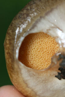 Slippery Jill (Suillus salmonicolor) Slimy light brown mushrooms at the bottom of a drainage path between two ridges in a dense mixed hardwood forest (with scattered pines). A sticky white to cream colored veil still in tact. Pale yellow (buttery colored) ellipsoid pores. No bruising occurs when cut. Spore print a burnt yellow (difficult to get a print). Some small dotting on the top of the stalk (beneath the veil).
https://www.jungledragon.com/image/67673/slippery_jill_suillus_salmonicolor.html
https://www.jungledragon.com/image/67672/slippery_jill_suillus_salmonicolor.html
https://www.jungledragon.com/image/67671/slippery_jill_suillus_salmonicolor.html
https://www.jungledragon.com/image/67673/slippery_jill_suillus_salmonicolor.html Geotagged,Suillus salmonicolor,Summer,United States