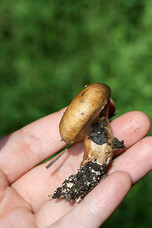 Slippery Jill (Suillus salmonicolor) Slimy light brown mushrooms at the bottom of a drainage path between two ridges in a dense mixed hardwood forest (with scattered pines). A sticky white to cream colored veil still in tact. Pale yellow (buttery colored) ellipsoid pores. No bruising occurs when cut. Spore print a burnt yellow (difficult to get a print). Some small dotting on the top of the stalk (beneath the veil).
https://www.jungledragon.com/image/67673/slippery_jill_suillus_salmonicolor.html
https://www.jungledragon.com/image/67672/slippery_jill_suillus_salmonicolor.html
https://www.jungledragon.com/image/67673/slippery_jill_suillus_salmonicolor.html
https://www.jungledragon.com/image/67670/slippery_jill_suillus_salmonicolor.html Geotagged,Suillus salmonicolor,Summer,United States