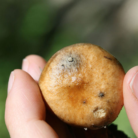 Slippery Jill (Suillus salmonicolor) Slimy light brown mushrooms at the bottom of a drainage path between two ridges in a dense mixed hardwood forest (with scattered pines). A sticky white to cream colored veil still in tact. Pale yellow (buttery colored) ellipsoid pores. No bruising occurs when cut. Spore print a burnt yellow (difficult to get a print). Some small dotting on the top of the stalk (beneath the veil).
https://www.jungledragon.com/image/67673/slippery_jill_suillus_salmonicolor.html
https://www.jungledragon.com/image/67669/slippery_jill_suillus_salmonicolor.html
https://www.jungledragon.com/image/67671/slippery_jill_suillus_salmonicolor.html
https://www.jungledragon.com/image/67670/slippery_jill_suillus_salmonicolor.html Geotagged,Suillus salmonicolor,Summer,United States