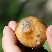Slippery Jill (Suillus salmonicolor) Slimy light brown mushrooms at the bottom of a drainage path between two ridges in a dense mixed hardwood forest (with scattered pines). A sticky white to cream colored veil still in tact. Pale yellow (buttery colored) ellipsoid pores. No bruising occurs when cut. Spore print a burnt yellow (difficult to get a print). Some small dotting on the top of the stalk (beneath the veil).<br />
https://www.jungledragon.com/image/67673/slippery_jill_suillus_salmonicolor.html<br />
https://www.jungledragon.com/image/67669/slippery_jill_suillus_salmonicolor.html<br />
https://www.jungledragon.com/image/67671/slippery_jill_suillus_salmonicolor.html<br />
https://www.jungledragon.com/image/67670/slippery_jill_suillus_salmonicolor.html Geotagged,Suillus salmonicolor,Summer,United States