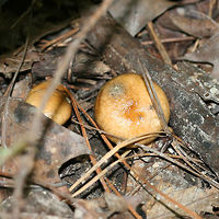 Slippery Jill (Suillus salmonicolor) Slimy light brown mushrooms at the bottom of a drainage path between two ridges in a dense mixed hardwood forest (with scattered pines). A sticky white to cream colored veil still in tact. Pale yellow (buttery colored) ellipsoid pores. No bruising occurs when cut. Spore print a burnt yellow (difficult to get a print). Some small dotting on the top of the stalk (beneath the veil).<br />
https://www.jungledragon.com/image/67669/slippery_jill_suillus_salmonicolor.html<br />
https://www.jungledragon.com/image/67672/slippery_jill_suillus_salmonicolor.html<br />
https://www.jungledragon.com/image/67671/slippery_jill_suillus_salmonicolor.html<br />
https://www.jungledragon.com/image/67670/slippery_jill_suillus_salmonicolor.html Geotagged,Suillus salmonicolor,Summer,United States