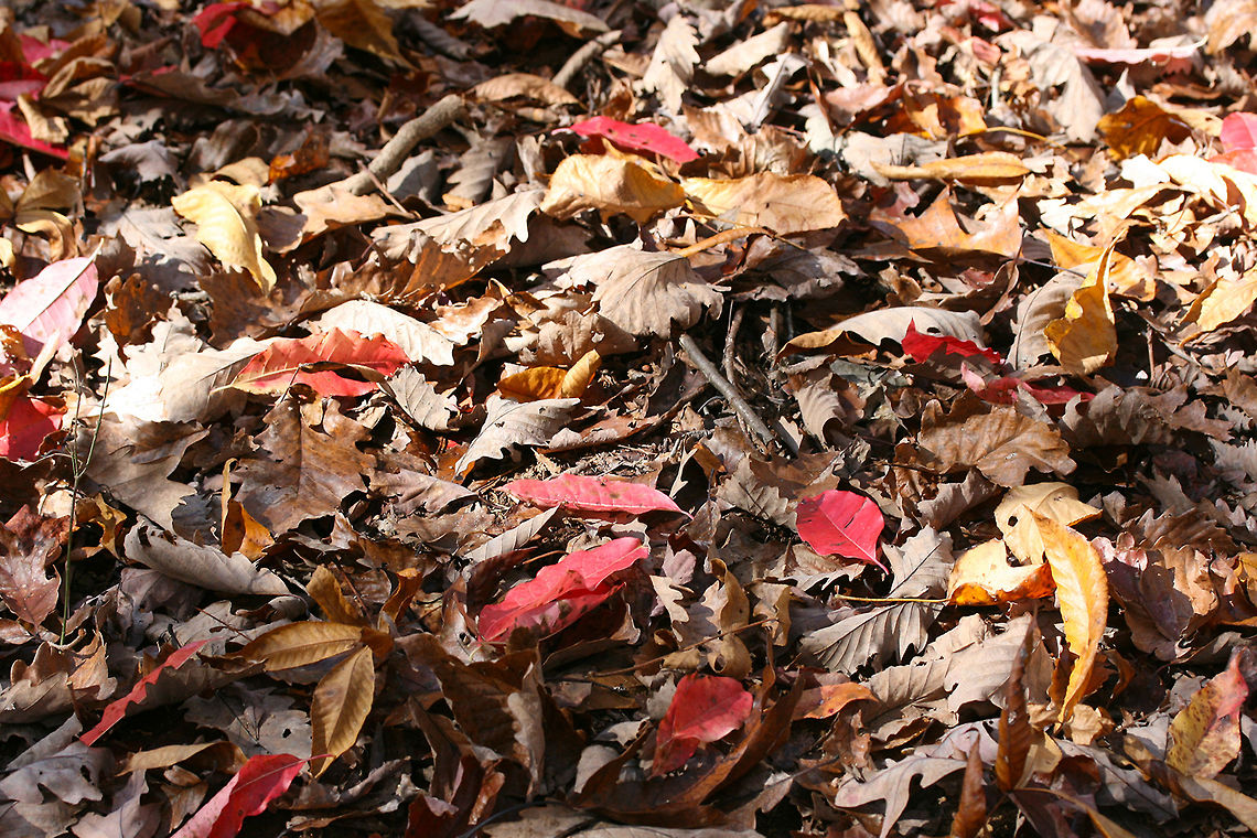 Autumn 2017- Fallen Leaves Leaves which had fallen on our driveway last November.<br />
<figure class="photo"><a href="https://www.jungledragon.com/image/67678/autumn_2017.html" title="Autumn 2017"><img src="https://s3.amazonaws.com/media.jungledragon.com/images/3231/67678_thumb.jpg?AWSAccessKeyId=05GMT0V3GWVNE7GGM1R2&Expires=1770854410&Signature=9LjxphBK5F2Rtd%2F%2BpFeQ99wBky8%3D" width="102" height="152" alt="Autumn 2017 Our beautiful view from the ridgetop on our land. November 2017.<br />
https://www.jungledragon.com/image/67675/autumn_2017.html<br />
https://www.jungledragon.com/image/67674/autumn_2017-_fallen_leaves.html Fall,Geotagged,United States" /></a></figure><br />
<figure class="photo"><a href="https://www.jungledragon.com/image/67675/autumn_2017.html" title="Autumn 2017"><img src="https://s3.amazonaws.com/media.jungledragon.com/images/3231/67675_thumb.jpg?AWSAccessKeyId=05GMT0V3GWVNE7GGM1R2&Expires=1770854410&Signature=bHoluZBNNifK77y2BqlWh7%2FyTJs%3D" width="102" height="152" alt="Autumn 2017 Our beautiful view from the ridgetop on our land. The leaves had just begun to change. November 2017.<br />
https://www.jungledragon.com/image/67678/autumn_2017.html<br />
https://www.jungledragon.com/image/67674/autumn_2017-_fallen_leaves.html Fall,Geotagged,United States" /></a></figure> Fall,Geotagged,United States