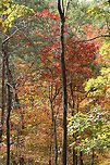 Autumn 2017 Our beautiful view from the ridgetop on our land. The leaves had just begun to change. November 2017.<br />
https://www.jungledragon.com/image/67678/autumn_2017.html<br />
https://www.jungledragon.com/image/67674/autumn_2017-_fallen_leaves.html Fall,Geotagged,United States