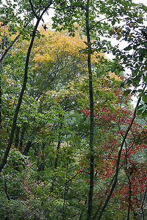 Autumn 2017 Our beautiful view from the ridgetop on our land. The leaves had just begun to change. Late October 2017. Fall,Geotagged,United States