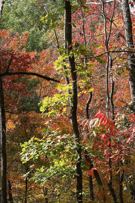 Autumn 2017 Our beautiful view from the ridgetop on our land. November 2017.<br />
<figure class="photo"><a href="https://www.jungledragon.com/image/67675/autumn_2017.html" title="Autumn 2017"><img src="https://s3.amazonaws.com/media.jungledragon.com/images/3231/67675_thumb.jpg?AWSAccessKeyId=05GMT0V3GWVNE7GGM1R2&Expires=1759968010&Signature=GerBzTJcZh78jhhpGovXJumYR9Y%3D" width="102" height="152" alt="Autumn 2017 Our beautiful view from the ridgetop on our land. The leaves had just begun to change. November 2017.<br />
https://www.jungledragon.com/image/67678/autumn_2017.html<br />
https://www.jungledragon.com/image/67674/autumn_2017-_fallen_leaves.html Fall,Geotagged,United States" /></a></figure><br />
<figure class="photo"><a href="https://www.jungledragon.com/image/67674/autumn_2017-_fallen_leaves.html" title="Autumn 2017- Fallen Leaves"><img src="https://s3.amazonaws.com/media.jungledragon.com/images/3231/67674_thumb.jpg?AWSAccessKeyId=05GMT0V3GWVNE7GGM1R2&Expires=1759968010&Signature=LfVVtS9%2F%2BXp%2BRKHmsd1wtzv6jVY%3D" width="200" height="134" alt="Autumn 2017- Fallen Leaves Leaves which had fallen on our driveway last November.<br />
https://www.jungledragon.com/image/67678/autumn_2017.html<br />
https://www.jungledragon.com/image/67675/autumn_2017.html Fall,Geotagged,United States" /></a></figure> Fall,Geotagged,United States