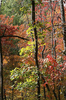 Autumn 2017 Our beautiful view from the ridgetop on our land. November 2017.
https://www.jungledragon.com/image/67675/autumn_2017.html
https://www.jungledragon.com/image/67674/autumn_2017-_fallen_leaves.html Fall,Geotagged,United States