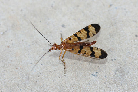 Scorpionfly (Panorpa sp.) Finally found one! I found this beauty on my front porch (near an overgrown backyard habitat). For some reason it kept flying into spiderwebs (intentionally?) and then flying back out!
https://www.jungledragon.com/image/67733/scorpionfly_panorpa_sp.html
https://www.jungledragon.com/image/67732/scorpionfly_panorpa_sp.html
https://www.jungledragon.com/image/67731/scorpionfly_panorpa_sp.html Fall,Geotagged,Mecoptera,Panorpa,Panorpidae,United States