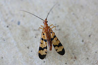 Scorpionfly (Panorpa sp.) Finally found one! I found this beauty on my front porch (near an overgrown backyard habitat). For some reason it kept flying into spiderwebs (intentionally?) and then flying back out!<br />
https://www.jungledragon.com/image/67730/scorpionfly_panorpa_sp.html<br />
https://www.jungledragon.com/image/67732/scorpionfly_panorpa_sp.html<br />
https://www.jungledragon.com/image/67733/scorpionfly_panorpa_sp.html Fall,Geotagged,United States