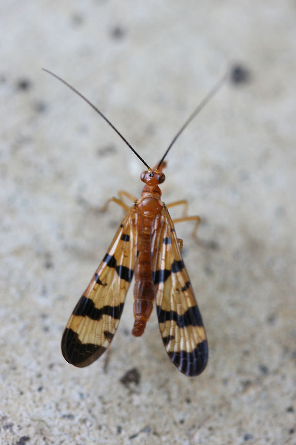 Scorpionfly (Panorpa sp.) Finally found one! I found this beauty on my front porch (near an overgrown backyard habitat). For some reason it kept flying into spiderwebs (intentionally?) and then flying back out!<br />
<figure class="photo"><a href="https://www.jungledragon.com/image/67730/scorpionfly_panorpa_sp.html" title="Scorpionfly (Panorpa sp.)"><img src="https://s3.amazonaws.com/media.jungledragon.com/images/3231/67730_thumb.jpg?AWSAccessKeyId=05GMT0V3GWVNE7GGM1R2&Expires=1759968010&Signature=IzFxPGjYrekCO0qFudaheRXKDx0%3D" width="200" height="134" alt="Scorpionfly (Panorpa sp.) Finally found one! I found this beauty on my front porch (near an overgrown backyard habitat). For some reason it kept flying into spiderwebs (intentionally?) and then flying back out!<br />
https://www.jungledragon.com/image/67733/scorpionfly_panorpa_sp.html<br />
https://www.jungledragon.com/image/67732/scorpionfly_panorpa_sp.html<br />
https://www.jungledragon.com/image/67731/scorpionfly_panorpa_sp.html Fall,Geotagged,Mecoptera,Panorpa,Panorpidae,United States" /></a></figure><br />
<figure class="photo"><a href="https://www.jungledragon.com/image/67733/scorpionfly_panorpa_sp.html" title="Scorpionfly (Panorpa sp.)"><img src="https://s3.amazonaws.com/media.jungledragon.com/images/3231/67733_thumb.jpg?AWSAccessKeyId=05GMT0V3GWVNE7GGM1R2&Expires=1759968010&Signature=X3NejDuLFaq138ILYBQGJmLftj8%3D" width="200" height="134" alt="Scorpionfly (Panorpa sp.) Finally found one! I found this beauty on my front porch (near an overgrown backyard habitat). For some reason it kept flying into spiderwebs (intentionally?) and then flying back out!<br />
https://www.jungledragon.com/image/67730/scorpionfly_panorpa_sp.html<br />
https://www.jungledragon.com/image/67732/scorpionfly_panorpa_sp.html<br />
https://www.jungledragon.com/image/67731/scorpionfly_panorpa_sp.html<br />
 Fall,Geotagged,United States" /></a></figure><br />
<figure class="photo"><a href="https://www.jungledragon.com/image/67731/scorpionfly_panorpa_sp.html" title="Scorpionfly (Panorpa sp.)"><img src="https://s3.amazonaws.com/media.jungledragon.com/images/3231/67731_thumb.jpg?AWSAccessKeyId=05GMT0V3GWVNE7GGM1R2&Expires=1759968010&Signature=%2BBh45AlbV03IWB1VYxr25cIVTWI%3D" width="200" height="134" alt="Scorpionfly (Panorpa sp.) Finally found one! I found this beauty on my front porch (near an overgrown backyard habitat). For some reason it kept flying into spiderwebs (intentionally?) and then flying back out!<br />
https://www.jungledragon.com/image/67730/scorpionfly_panorpa_sp.html<br />
https://www.jungledragon.com/image/67732/scorpionfly_panorpa_sp.html<br />
https://www.jungledragon.com/image/67733/scorpionfly_panorpa_sp.html Fall,Geotagged,United States" /></a></figure> Fall,Geotagged,United States