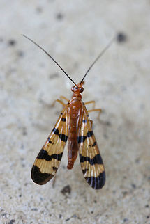 Scorpionfly (Panorpa sp.) Finally found one! I found this beauty on my front porch (near an overgrown backyard habitat). For some reason it kept flying into spiderwebs (intentionally?) and then flying back out!
https://www.jungledragon.com/image/67730/scorpionfly_panorpa_sp.html
https://www.jungledragon.com/image/67733/scorpionfly_panorpa_sp.html
https://www.jungledragon.com/image/67731/scorpionfly_panorpa_sp.html Fall,Geotagged,United States