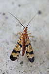 Scorpionfly (Panorpa sp.) Finally found one! I found this beauty on my front porch (near an overgrown backyard habitat). For some reason it kept flying into spiderwebs (intentionally?) and then flying back out!<br />
https://www.jungledragon.com/image/67730/scorpionfly_panorpa_sp.html<br />
https://www.jungledragon.com/image/67733/scorpionfly_panorpa_sp.html<br />
https://www.jungledragon.com/image/67731/scorpionfly_panorpa_sp.html Fall,Geotagged,United States