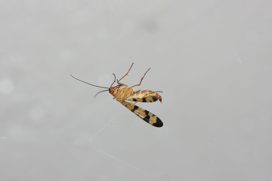 Scorpionfly (Panorpa sp.) Finally found one! I found this beauty on my front porch (near an overgrown backyard habitat). For some reason it kept flying into spiderwebs (intentionally?) and then flying back out!<br />
<figure class="photo"><a href="https://www.jungledragon.com/image/67730/scorpionfly_panorpa_sp.html" title="Scorpionfly (Panorpa sp.)"><img src="https://s3.amazonaws.com/media.jungledragon.com/images/3231/67730_thumb.jpg?AWSAccessKeyId=05GMT0V3GWVNE7GGM1R2&Expires=1767225610&Signature=%2FQHZkB1DfFAfj2%2Bz%2BdbCzaQdFQk%3D" width="200" height="134" alt="Scorpionfly (Panorpa sp.) Finally found one! I found this beauty on my front porch (near an overgrown backyard habitat). For some reason it kept flying into spiderwebs (intentionally?) and then flying back out!<br />
https://www.jungledragon.com/image/67733/scorpionfly_panorpa_sp.html<br />
https://www.jungledragon.com/image/67732/scorpionfly_panorpa_sp.html<br />
https://www.jungledragon.com/image/67731/scorpionfly_panorpa_sp.html Fall,Geotagged,Mecoptera,Panorpa,Panorpidae,United States" /></a></figure><br />
<figure class="photo"><a href="https://www.jungledragon.com/image/67732/scorpionfly_panorpa_sp.html" title="Scorpionfly (Panorpa sp.)"><img src="https://s3.amazonaws.com/media.jungledragon.com/images/3231/67732_thumb.jpg?AWSAccessKeyId=05GMT0V3GWVNE7GGM1R2&Expires=1767225610&Signature=DNiSXj%2FowzK2%2F3lRs%2BTfF5WyuYg%3D" width="102" height="152" alt="Scorpionfly (Panorpa sp.) Finally found one! I found this beauty on my front porch (near an overgrown backyard habitat). For some reason it kept flying into spiderwebs (intentionally?) and then flying back out!<br />
https://www.jungledragon.com/image/67730/scorpionfly_panorpa_sp.html<br />
https://www.jungledragon.com/image/67733/scorpionfly_panorpa_sp.html<br />
https://www.jungledragon.com/image/67731/scorpionfly_panorpa_sp.html Fall,Geotagged,United States" /></a></figure><br />
<figure class="photo"><a href="https://www.jungledragon.com/image/67731/scorpionfly_panorpa_sp.html" title="Scorpionfly (Panorpa sp.)"><img src="https://s3.amazonaws.com/media.jungledragon.com/images/3231/67731_thumb.jpg?AWSAccessKeyId=05GMT0V3GWVNE7GGM1R2&Expires=1767225610&Signature=ScMv6w8RNacQv%2FkSXLZt4O2ed%2Bc%3D" width="200" height="134" alt="Scorpionfly (Panorpa sp.) Finally found one! I found this beauty on my front porch (near an overgrown backyard habitat). For some reason it kept flying into spiderwebs (intentionally?) and then flying back out!<br />
https://www.jungledragon.com/image/67730/scorpionfly_panorpa_sp.html<br />
https://www.jungledragon.com/image/67732/scorpionfly_panorpa_sp.html<br />
https://www.jungledragon.com/image/67733/scorpionfly_panorpa_sp.html Fall,Geotagged,United States" /></a></figure><br />
 Fall,Geotagged,United States