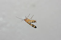 Scorpionfly (Panorpa sp.) Finally found one! I found this beauty on my front porch (near an overgrown backyard habitat). For some reason it kept flying into spiderwebs (intentionally?) and then flying back out!<br />
https://www.jungledragon.com/image/67730/scorpionfly_panorpa_sp.html<br />
https://www.jungledragon.com/image/67732/scorpionfly_panorpa_sp.html<br />
https://www.jungledragon.com/image/67731/scorpionfly_panorpa_sp.html<br />
 Fall,Geotagged,United States