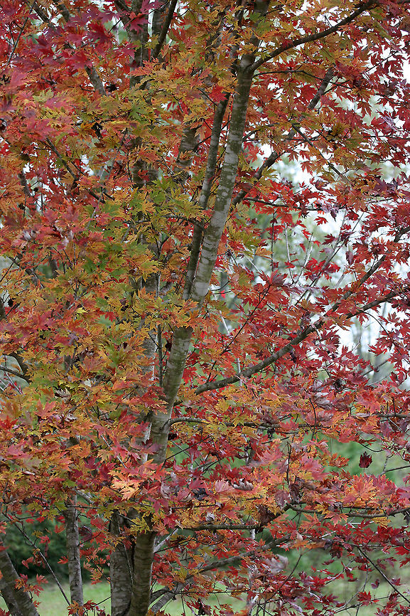 Silver Maple (Acer saccharinum) Always has some beautiful fall foliage. It is unfortunate that it is an introduced species. Acer palmatum,Acer saccharinum,Fall,Geotagged,Silver maple,United States