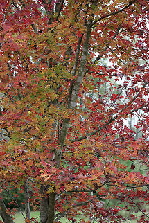 Silver Maple (Acer saccharinum) Always has some beautiful fall foliage. It is unfortunate that it is an introduced species. Acer palmatum,Acer saccharinum,Fall,Geotagged,Silver maple,United States