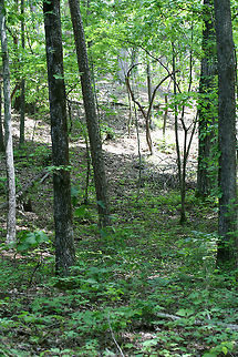 Mid-Spring 2018 - Forest Valley in Northwest Georgia, US. The understory of our forested land in Gordon County, Georgia. This is in a valley (or line) surrounded by steep ridges. There are usually signs of animal grazing here. Tree species which grow in this area are oaks, ashes, hickories, maples, and pines.
https://www.jungledragon.com/image/67738/mid-spring_2018_-_forest_valley_in_northwest_georgia_us.html Appalachia,Appalachians,Georgia,Geotagged,Southern Appalachians,Spring,United States,forest,scenery,woods
