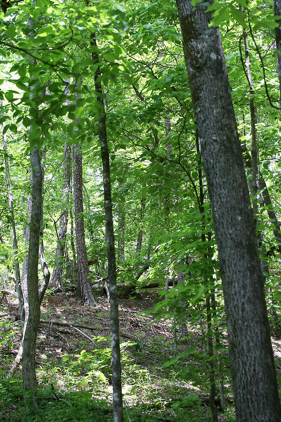 Mid-Spring 2018 - Forest Valley in Northwest Georgia, US. The understory of our forested land in Gordon County, Georgia. This is in a valley (or line) surrounded by steep ridges. There are usually signs of animal grazing here. Tree species which grow in this area are oaks, ashes, hickories, maples, and pines.<br />
<figure class="photo"><a href="https://www.jungledragon.com/image/67737/mid-spring_2018_-_forest_valley_in_northwest_georgia_us.html" title="Mid-Spring 2018 - Forest Valley in Northwest Georgia, US."><img src="https://s3.amazonaws.com/media.jungledragon.com/images/3231/67737_thumb.jpg?AWSAccessKeyId=05GMT0V3GWVNE7GGM1R2&Expires=1759968010&Signature=ow3JQpy6zAKLP1I9N1VN1Xj%2BYOg%3D" width="102" height="152" alt="Mid-Spring 2018 - Forest Valley in Northwest Georgia, US. The understory of our forested land in Gordon County, Georgia. This is in a valley (or line) surrounded by steep ridges. There are usually signs of animal grazing here. Tree species which grow in this area are oaks, ashes, hickories, maples, and pines.<br />
https://www.jungledragon.com/image/67738/mid-spring_2018_-_forest_valley_in_northwest_georgia_us.html Appalachia,Appalachians,Georgia,Geotagged,Southern Appalachians,Spring,United States,forest,scenery,woods" /></a></figure> Appalachia,Appalachians,Georgia,Geotagged,Southern Appalachians,Spring,United States,forest,scenery,woods