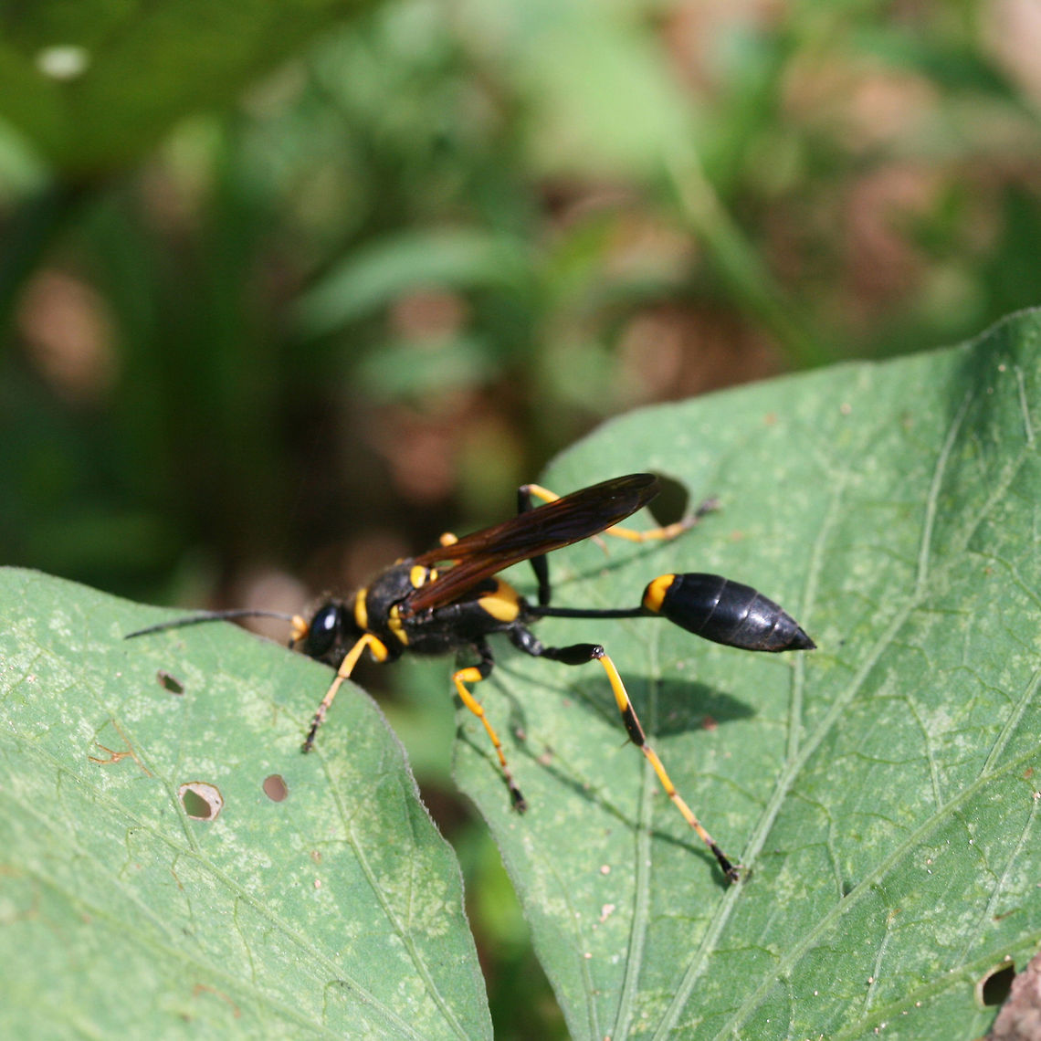 Black and Yellow Mud Dauber (Sceliphron caementarium) escription:<br />
Yellow and black sphecid wasp with brown wings.<br />
<br />
Habitat:<br />
Crawling on a squash vine at the base of a ridge on an organic farm. Soil nearby was quite sandy. Surrounded by mixed hardwood/pine forest<br />
<br />
Notes:<br />
Mud daubers are solitary wasps that build their nests out of mud. Columnar nests are usually built under man-made structures (bridges, porches, house eaves). Captured (and paralyzed) prey are delivered to the cells of these nests along with a single egg. The egg hatches and the larva will go through pupation. The trapped prey acts as a food source for the hatched larva before it emerges from the nest.<br />
<figure class="photo"><a href="https://www.jungledragon.com/image/67771/black_and_yellow_mud_dauber_sceliphron_caementarium.html" title="Black and Yellow Mud Dauber (Sceliphron caementarium)"><img src="https://s3.amazonaws.com/media.jungledragon.com/images/3231/67771_thumb.jpg?AWSAccessKeyId=05GMT0V3GWVNE7GGM1R2&Expires=1769040010&Signature=xn%2FvBavJYQLF5X0Jr3GasoQMDb0%3D" width="200" height="200" alt="Black and Yellow Mud Dauber (Sceliphron caementarium) Description:<br />
Yellow and black sphecid wasp with brown wings.<br />
<br />
Habitat:<br />
Crawling on a squash vine at the base of a ridge on an organic farm. Soil nearby was quite sandy. Surrounded by mixed hardwood/pine forest<br />
<br />
Notes:<br />
Mud daubers are solitary wasps that build their nests out of mud. Columnar nests are usually built under man-made structures (bridges, porches, house eaves). Captured (and paralyzed) prey are delivered to the cells of these nests along with a single egg. The egg hatches and the larva will go through pupation. The trapped prey acts as a food source for the hatched larva before it emerges from the nest.<br />
https://www.jungledragon.com/image/67769/black_and_yellow_mud_dauber_sceliphron_caementarium.html<br />
https://www.jungledragon.com/image/67770/black_and_yellow_mud_dauber_sceliphron_caementarium.html Black and yellow mud dauber,Geotagged,Sceliphron caementarium,Summer,United States" /></a></figure><br />
<figure class="photo"><a href="https://www.jungledragon.com/image/67770/black_and_yellow_mud_dauber_sceliphron_caementarium.html" title="Black and Yellow Mud Dauber (Sceliphron caementarium)"><img src="https://s3.amazonaws.com/media.jungledragon.com/images/3231/67770_thumb.jpg?AWSAccessKeyId=05GMT0V3GWVNE7GGM1R2&Expires=1769040010&Signature=%2F4Mgh2vNDYR793HFKvgAmc%2Fb0pw%3D" width="200" height="200" alt="Black and Yellow Mud Dauber (Sceliphron caementarium) Description:<br />
Yellow and black sphecid wasp with brown wings.<br />
<br />
Habitat:<br />
Crawling on a squash vine at the base of a ridge on an organic farm. Soil nearby was quite sandy. Surrounded by mixed hardwood/pine forest<br />
<br />
Notes:<br />
Mud daubers are solitary wasps that build their nests out of mud. Columnar nests are usually built under man-made structures (bridges, porches, house eaves). Captured (and paralyzed) prey are delivered to the cells of these nests along with a single egg. The egg hatches and the larva will go through pupation. The trapped prey acts as a food source for the hatched larva before it emerges from the nest.<br />
https://www.jungledragon.com/image/67771/black_and_yellow_mud_dauber_sceliphron_caementarium.html<br />
https://www.jungledragon.com/image/67769/black_and_yellow_mud_dauber_sceliphron_caementarium.html Black and yellow mud dauber,Geotagged,Sceliphron caementarium,Summer,United States" /></a></figure> Black and yellow mud dauber,Geotagged,Sceliphron caementarium,Summer,United States