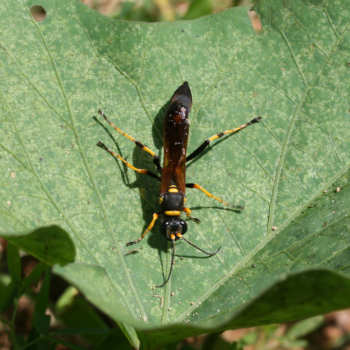 Black and Yellow Mud Dauber (Sceliphron caementarium) Description:<br />
Yellow and black sphecid wasp with brown wings.<br />
<br />
Habitat:<br />
Crawling on a squash vine at the base of a ridge on an organic farm. Soil nearby was quite sandy. Surrounded by mixed hardwood/pine forest<br />
<br />
Notes:<br />
Mud daubers are solitary wasps that build their nests out of mud. Columnar nests are usually built under man-made structures (bridges, porches, house eaves). Captured (and paralyzed) prey are delivered to the cells of these nests along with a single egg. The egg hatches and the larva will go through pupation. The trapped prey acts as a food source for the hatched larva before it emerges from the nest.<br />
<figure class="photo"><a href="https://www.jungledragon.com/image/67771/black_and_yellow_mud_dauber_sceliphron_caementarium.html" title="Black and Yellow Mud Dauber (Sceliphron caementarium)"><img src="https://s3.amazonaws.com/media.jungledragon.com/images/3231/67771_thumb.jpg?AWSAccessKeyId=05GMT0V3GWVNE7GGM1R2&Expires=1769040010&Signature=xn%2FvBavJYQLF5X0Jr3GasoQMDb0%3D" width="200" height="200" alt="Black and Yellow Mud Dauber (Sceliphron caementarium) Description:<br />
Yellow and black sphecid wasp with brown wings.<br />
<br />
Habitat:<br />
Crawling on a squash vine at the base of a ridge on an organic farm. Soil nearby was quite sandy. Surrounded by mixed hardwood/pine forest<br />
<br />
Notes:<br />
Mud daubers are solitary wasps that build their nests out of mud. Columnar nests are usually built under man-made structures (bridges, porches, house eaves). Captured (and paralyzed) prey are delivered to the cells of these nests along with a single egg. The egg hatches and the larva will go through pupation. The trapped prey acts as a food source for the hatched larva before it emerges from the nest.<br />
https://www.jungledragon.com/image/67769/black_and_yellow_mud_dauber_sceliphron_caementarium.html<br />
https://www.jungledragon.com/image/67770/black_and_yellow_mud_dauber_sceliphron_caementarium.html Black and yellow mud dauber,Geotagged,Sceliphron caementarium,Summer,United States" /></a></figure><br />
<figure class="photo"><a href="https://www.jungledragon.com/image/67769/black_and_yellow_mud_dauber_sceliphron_caementarium.html" title="Black and Yellow Mud Dauber (Sceliphron caementarium)"><img src="https://s3.amazonaws.com/media.jungledragon.com/images/3231/67769_thumb.jpg?AWSAccessKeyId=05GMT0V3GWVNE7GGM1R2&Expires=1769040010&Signature=IMzccOa%2BInmDnzhhep5WqwsqZRE%3D" width="200" height="200" alt="Black and Yellow Mud Dauber (Sceliphron caementarium) escription:<br />
Yellow and black sphecid wasp with brown wings.<br />
<br />
Habitat:<br />
Crawling on a squash vine at the base of a ridge on an organic farm. Soil nearby was quite sandy. Surrounded by mixed hardwood/pine forest<br />
<br />
Notes:<br />
Mud daubers are solitary wasps that build their nests out of mud. Columnar nests are usually built under man-made structures (bridges, porches, house eaves). Captured (and paralyzed) prey are delivered to the cells of these nests along with a single egg. The egg hatches and the larva will go through pupation. The trapped prey acts as a food source for the hatched larva before it emerges from the nest.<br />
https://www.jungledragon.com/image/67771/black_and_yellow_mud_dauber_sceliphron_caementarium.html<br />
https://www.jungledragon.com/image/67770/black_and_yellow_mud_dauber_sceliphron_caementarium.html Black and yellow mud dauber,Geotagged,Sceliphron caementarium,Summer,United States" /></a></figure> Black and yellow mud dauber,Geotagged,Sceliphron caementarium,Summer,United States
