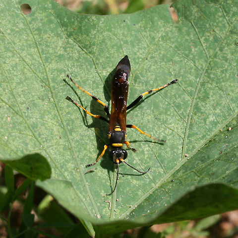 Black and Yellow Mud Dauber (Sceliphron caementarium) Description:
Yellow and black sphecid wasp with brown wings.

Habitat:
Crawling on a squash vine at the base of a ridge on an organic farm. Soil nearby was quite sandy. Surrounded by mixed hardwood/pine forest

Notes:
Mud daubers are solitary wasps that build their nests out of mud. Columnar nests are usually built under man-made structures (bridges, porches, house eaves). Captured (and paralyzed) prey are delivered to the cells of these nests along with a single egg. The egg hatches and the larva will go through pupation. The trapped prey acts as a food source for the hatched larva before it emerges from the nest.
https://www.jungledragon.com/image/67771/black_and_yellow_mud_dauber_sceliphron_caementarium.html
https://www.jungledragon.com/image/67769/black_and_yellow_mud_dauber_sceliphron_caementarium.html Black and yellow mud dauber,Geotagged,Sceliphron caementarium,Summer,United States