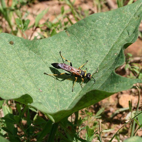 Black and Yellow Mud Dauber (Sceliphron caementarium) Description:
Yellow and black sphecid wasp with brown wings.

Habitat:
Crawling on a squash vine at the base of a ridge on an organic farm. Soil nearby was quite sandy. Surrounded by mixed hardwood/pine forest

Notes:
Mud daubers are solitary wasps that build their nests out of mud. Columnar nests are usually built under man-made structures (bridges, porches, house eaves). Captured (and paralyzed) prey are delivered to the cells of these nests along with a single egg. The egg hatches and the larva will go through pupation. The trapped prey acts as a food source for the hatched larva before it emerges from the nest.
https://www.jungledragon.com/image/67769/black_and_yellow_mud_dauber_sceliphron_caementarium.html
https://www.jungledragon.com/image/67770/black_and_yellow_mud_dauber_sceliphron_caementarium.html Black and yellow mud dauber,Geotagged,Sceliphron caementarium,Summer,United States