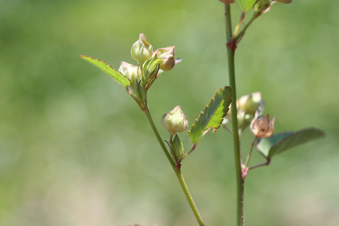 Prickly Fanpetals (Sida spinosa) INTRODUCED. Growing at the top of an eroded ditch on a roadside.<br />
<figure class="photo"><a href="https://www.jungledragon.com/image/67796/prickly_fanpetals_sida_spinosa.html" title="Prickly Fanpetals (Sida spinosa)"><img src="https://s3.amazonaws.com/media.jungledragon.com/images/3231/67796_thumb.jpg?AWSAccessKeyId=05GMT0V3GWVNE7GGM1R2&Expires=1770854410&Signature=m4NL7ta%2FK912i%2F42xczySq69uJo%3D" width="200" height="134" alt="Prickly Fanpetals (Sida spinosa) INTRODUCED. Growing at the top of an eroded ditch on a roadside.<br />
https://www.jungledragon.com/image/67794/prickly_fanpetals_sida_spinosa.html<br />
https://www.jungledragon.com/image/67795/prickly_fanpetals_sida_spinosa.html Geotagged,Prickly Fanpetals,Sida spinosa,Summer,United States" /></a></figure><br />
<figure class="photo"><a href="https://www.jungledragon.com/image/67795/prickly_fanpetals_sida_spinosa.html" title="Prickly Fanpetals (Sida spinosa)"><img src="https://s3.amazonaws.com/media.jungledragon.com/images/3231/67795_thumb.jpg?AWSAccessKeyId=05GMT0V3GWVNE7GGM1R2&Expires=1770854410&Signature=TfttaW0G6J%2FLt%2FM4Qj0Qs49mR2Y%3D" width="200" height="134" alt="Prickly Fanpetals (Sida spinosa) INTRODUCED. Growing at the top of an eroded ditch on a roadside.<br />
https://www.jungledragon.com/image/67796/prickly_fanpetals_sida_spinosa.html<br />
https://www.jungledragon.com/image/67794/prickly_fanpetals_sida_spinosa.html Geotagged,Prickly Fanpetals,Sida spinosa,Summer,United States" /></a></figure> Geotagged,Prickly Fanpetals,Sida spinosa,Summer,United States