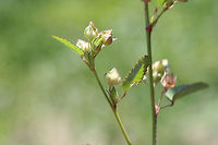 Prickly Fanpetals (Sida spinosa) INTRODUCED. Growing at the top of an eroded ditch on a roadside.<br />
https://www.jungledragon.com/image/67796/prickly_fanpetals_sida_spinosa.html<br />
https://www.jungledragon.com/image/67795/prickly_fanpetals_sida_spinosa.html Geotagged,Prickly Fanpetals,Sida spinosa,Summer,United States