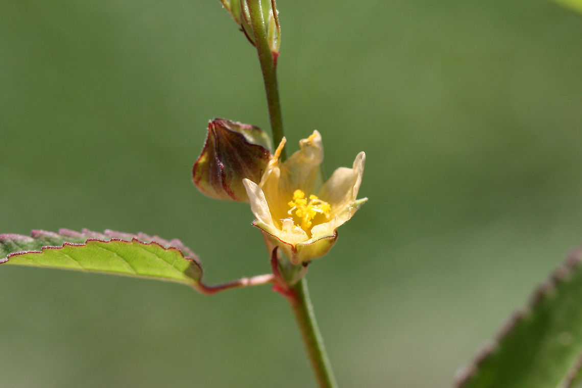 Prickly Fanpetals (Sida spinosa) INTRODUCED. Growing at the top of an eroded ditch on a roadside.<br />
<figure class="photo"><a href="https://www.jungledragon.com/image/67796/prickly_fanpetals_sida_spinosa.html" title="Prickly Fanpetals (Sida spinosa)"><img src="https://s3.amazonaws.com/media.jungledragon.com/images/3231/67796_thumb.jpg?AWSAccessKeyId=05GMT0V3GWVNE7GGM1R2&Expires=1770854410&Signature=m4NL7ta%2FK912i%2F42xczySq69uJo%3D" width="200" height="134" alt="Prickly Fanpetals (Sida spinosa) INTRODUCED. Growing at the top of an eroded ditch on a roadside.<br />
https://www.jungledragon.com/image/67794/prickly_fanpetals_sida_spinosa.html<br />
https://www.jungledragon.com/image/67795/prickly_fanpetals_sida_spinosa.html Geotagged,Prickly Fanpetals,Sida spinosa,Summer,United States" /></a></figure><br />
<figure class="photo"><a href="https://www.jungledragon.com/image/67794/prickly_fanpetals_sida_spinosa.html" title="Prickly Fanpetals (Sida spinosa)"><img src="https://s3.amazonaws.com/media.jungledragon.com/images/3231/67794_thumb.jpg?AWSAccessKeyId=05GMT0V3GWVNE7GGM1R2&Expires=1770854410&Signature=j2s4%2FHKa4vkUvlSZXX6qamDjL40%3D" width="200" height="134" alt="Prickly Fanpetals (Sida spinosa) INTRODUCED. Growing at the top of an eroded ditch on a roadside.<br />
https://www.jungledragon.com/image/67796/prickly_fanpetals_sida_spinosa.html<br />
https://www.jungledragon.com/image/67795/prickly_fanpetals_sida_spinosa.html Geotagged,Prickly Fanpetals,Sida spinosa,Summer,United States" /></a></figure> Geotagged,Prickly Fanpetals,Sida spinosa,Summer,United States