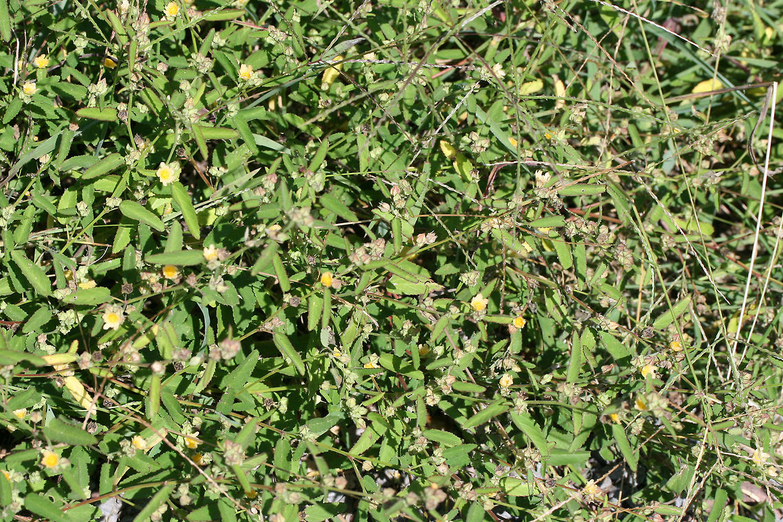 Prickly Fanpetals (Sida spinosa) INTRODUCED. Growing at the top of an eroded ditch on a roadside.<br />
<figure class="photo"><a href="https://www.jungledragon.com/image/67794/prickly_fanpetals_sida_spinosa.html" title="Prickly Fanpetals (Sida spinosa)"><img src="https://s3.amazonaws.com/media.jungledragon.com/images/3231/67794_thumb.jpg?AWSAccessKeyId=05GMT0V3GWVNE7GGM1R2&Expires=1770854410&Signature=j2s4%2FHKa4vkUvlSZXX6qamDjL40%3D" width="200" height="134" alt="Prickly Fanpetals (Sida spinosa) INTRODUCED. Growing at the top of an eroded ditch on a roadside.<br />
https://www.jungledragon.com/image/67796/prickly_fanpetals_sida_spinosa.html<br />
https://www.jungledragon.com/image/67795/prickly_fanpetals_sida_spinosa.html Geotagged,Prickly Fanpetals,Sida spinosa,Summer,United States" /></a></figure><br />
<figure class="photo"><a href="https://www.jungledragon.com/image/67795/prickly_fanpetals_sida_spinosa.html" title="Prickly Fanpetals (Sida spinosa)"><img src="https://s3.amazonaws.com/media.jungledragon.com/images/3231/67795_thumb.jpg?AWSAccessKeyId=05GMT0V3GWVNE7GGM1R2&Expires=1770854410&Signature=TfttaW0G6J%2FLt%2FM4Qj0Qs49mR2Y%3D" width="200" height="134" alt="Prickly Fanpetals (Sida spinosa) INTRODUCED. Growing at the top of an eroded ditch on a roadside.<br />
https://www.jungledragon.com/image/67796/prickly_fanpetals_sida_spinosa.html<br />
https://www.jungledragon.com/image/67794/prickly_fanpetals_sida_spinosa.html Geotagged,Prickly Fanpetals,Sida spinosa,Summer,United States" /></a></figure> Geotagged,Prickly Fanpetals,Sida spinosa,Summer,United States