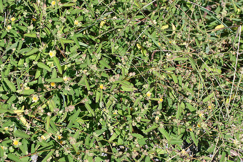 Prickly Fanpetals (Sida spinosa) INTRODUCED. Growing at the top of an eroded ditch on a roadside.
https://www.jungledragon.com/image/67794/prickly_fanpetals_sida_spinosa.html
https://www.jungledragon.com/image/67795/prickly_fanpetals_sida_spinosa.html Geotagged,Prickly Fanpetals,Sida spinosa,Summer,United States