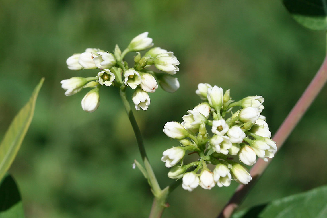 Hemp Dogbane (Apocynum cannabinum) In a grassy meadow behind a commercial area.<br />
 Apocynum cannabinum,Geotagged,Summer,United States
