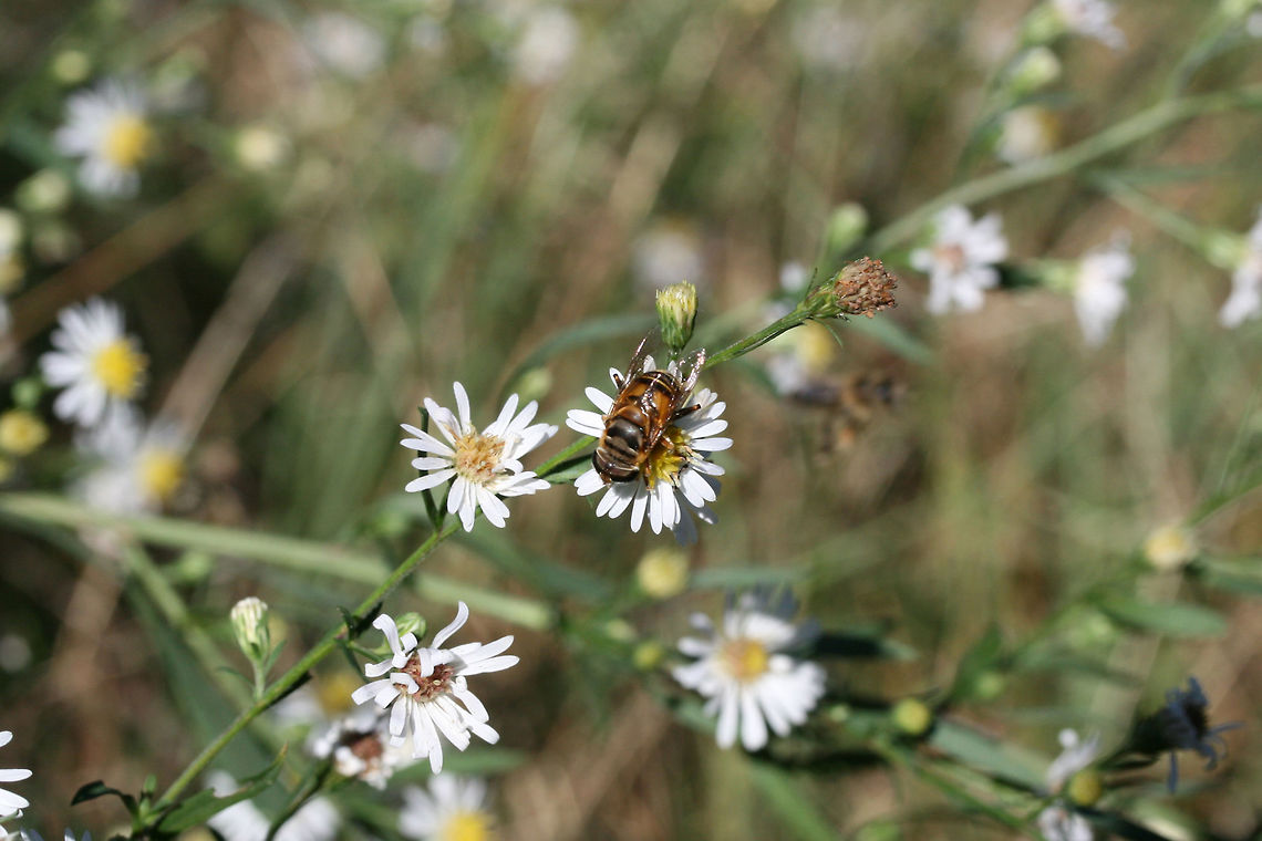 Palpada vinetorum In an overgrown backyard habitat.<br />
<figure class="photo"><a href="https://www.jungledragon.com/image/67799/palpada_vinetorum.html" title="Palpada vinetorum"><img src="https://s3.amazonaws.com/media.jungledragon.com/images/3231/67799_thumb.jpg?AWSAccessKeyId=05GMT0V3GWVNE7GGM1R2&Expires=1769040010&Signature=EvaXAxBLIUOjS4jO1lVHWj227Wg%3D" width="200" height="200" alt="Palpada vinetorum In an overgrown backyard habitat.<br />
https://www.jungledragon.com/image/67798/palpada_vinetorum.html Fall,Geotagged,Palpada vinetorum,United States,vinetorum" /></a></figure><br />
 Fall,Geotagged,Palpada vinetorum,United States,vinetorum